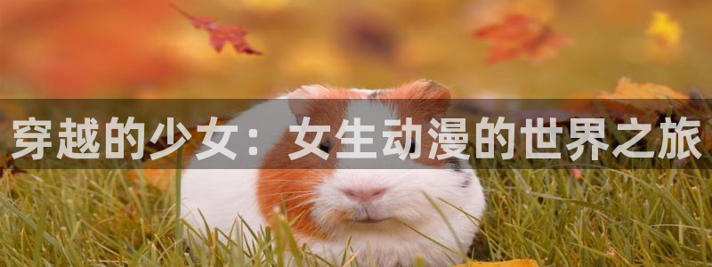 新番动画